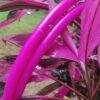 Pink Panther Collapsible Travel Friendly Hoop - Thumbnail Image 1